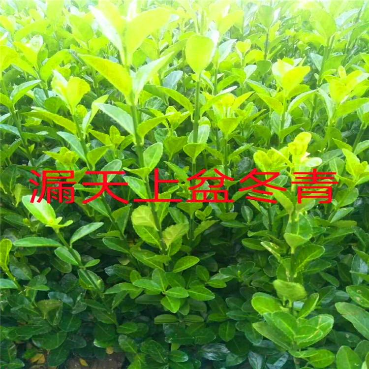 大量出售优质冬青  冬青种植基地批发报价