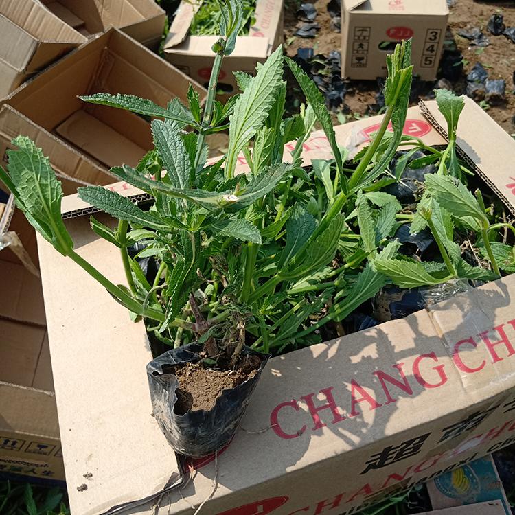 马鞭草苗供应商 基地供应 潍坊马鞭草苗
