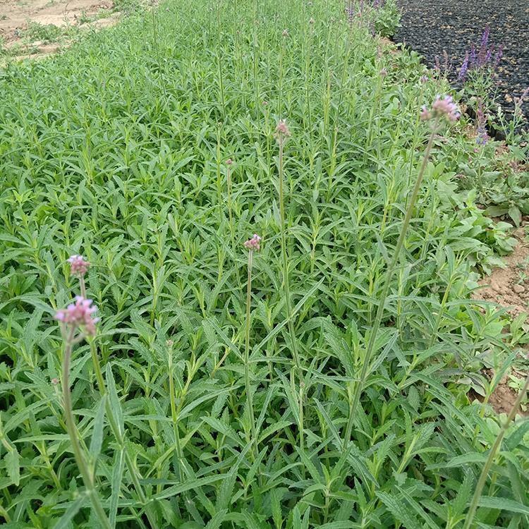 马鞭草小苗价格 大量批发 山东马鞭草小苗