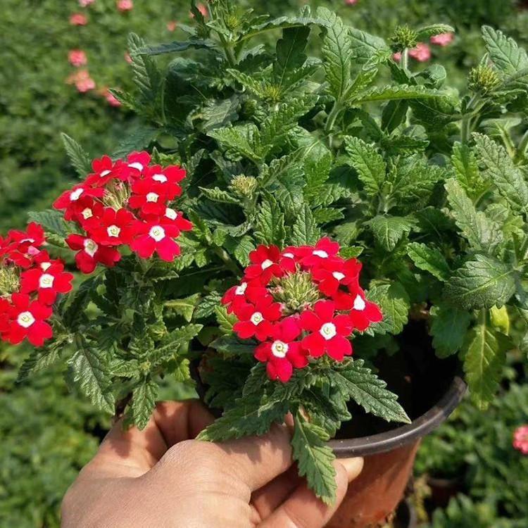 美女樱杯苗 青州草花价格 美女樱图片 量大优惠