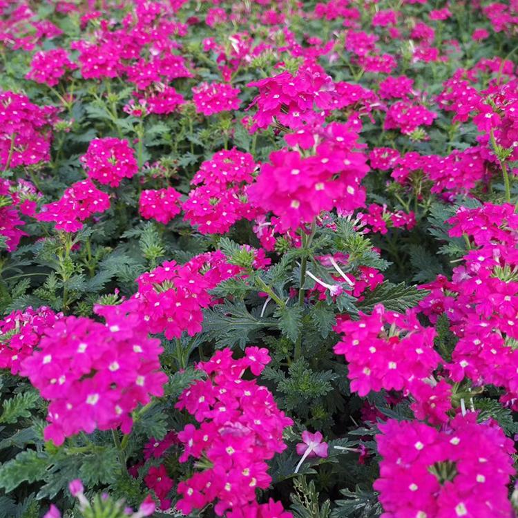 青州草花价格 美女樱 量大优惠 美女樱基地出货