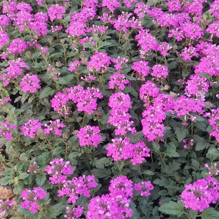 美女樱杯苗 草花批发 美女樱基地出货 量大优惠