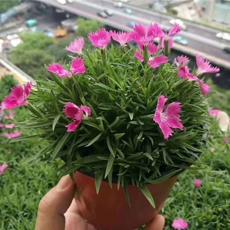欧石竹种苗报价 欧石竹花海 青州欧石竹种苗