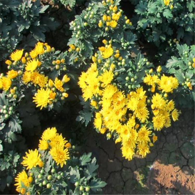 国庆菊  菊花   国庆菊花海  基地直销
