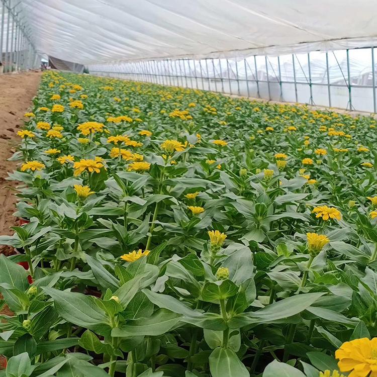 百日草基地 花海用 山东草花 百日菊