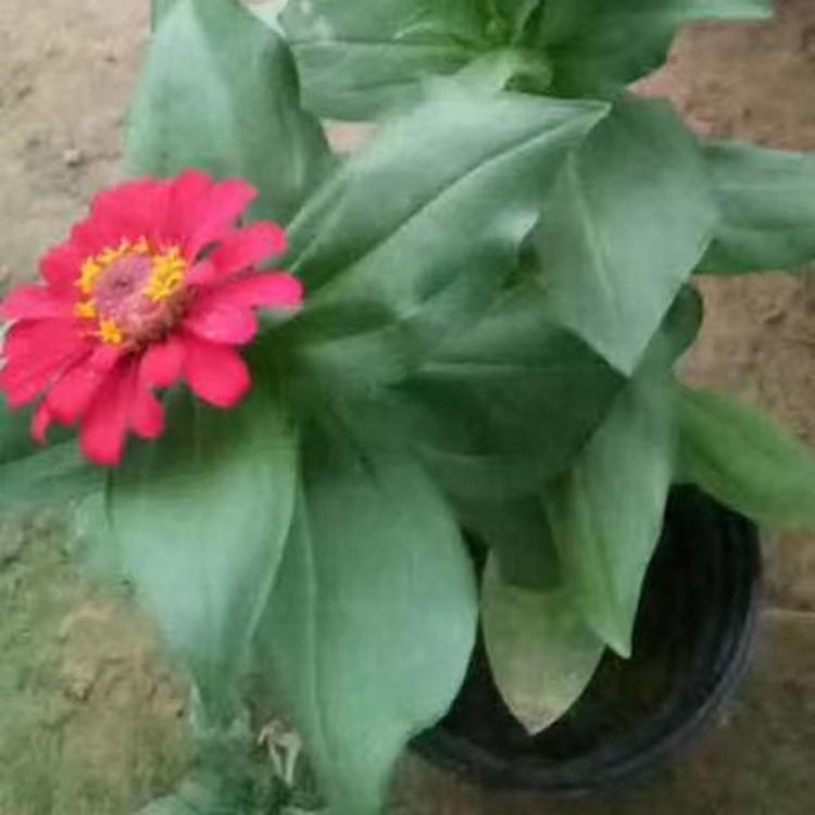 百日草培育基地 苗圃批发 青州草花 绿化用百日草