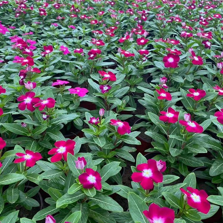 庭院种植花卉 长春花 天天开种植基地