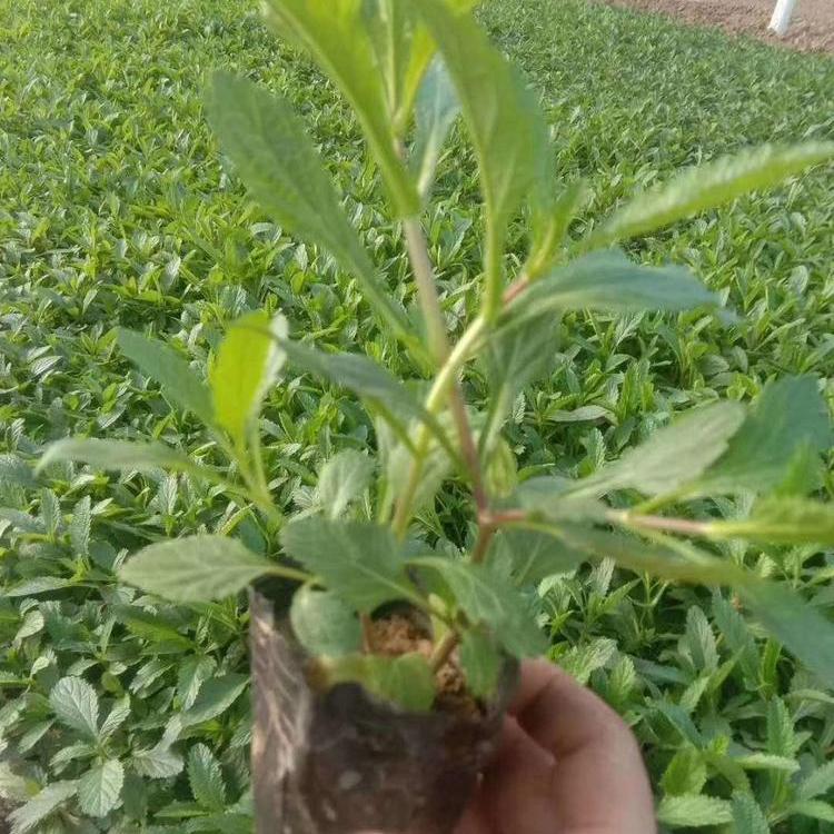 苗圃基地批发 马鞭草 马鞭草基地