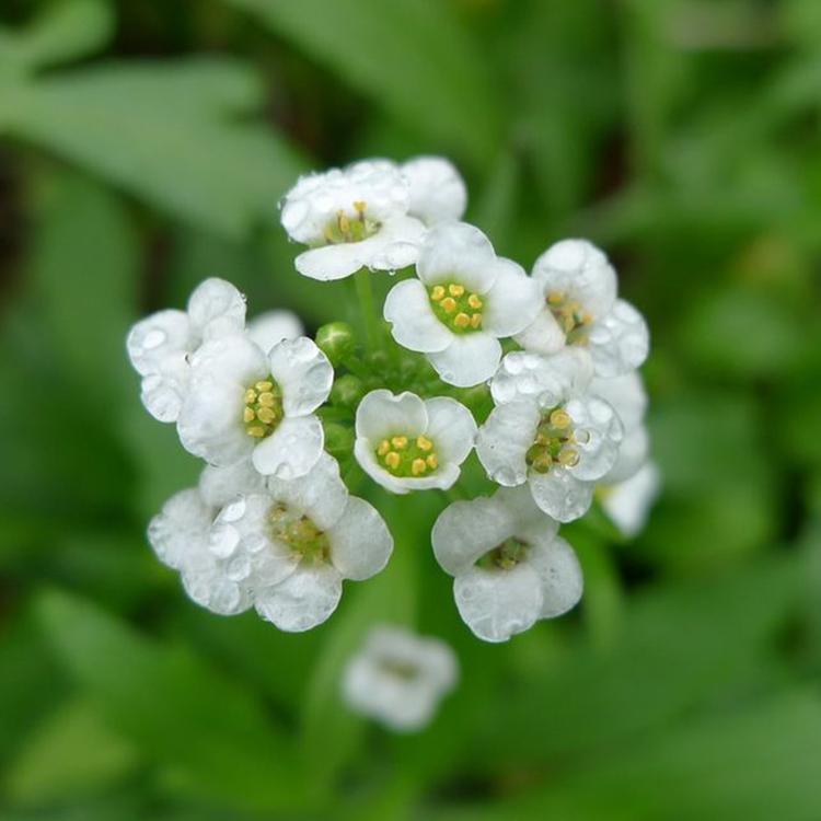 香雪球种植基地  香雪球供应商 庭院美化 绿化植物