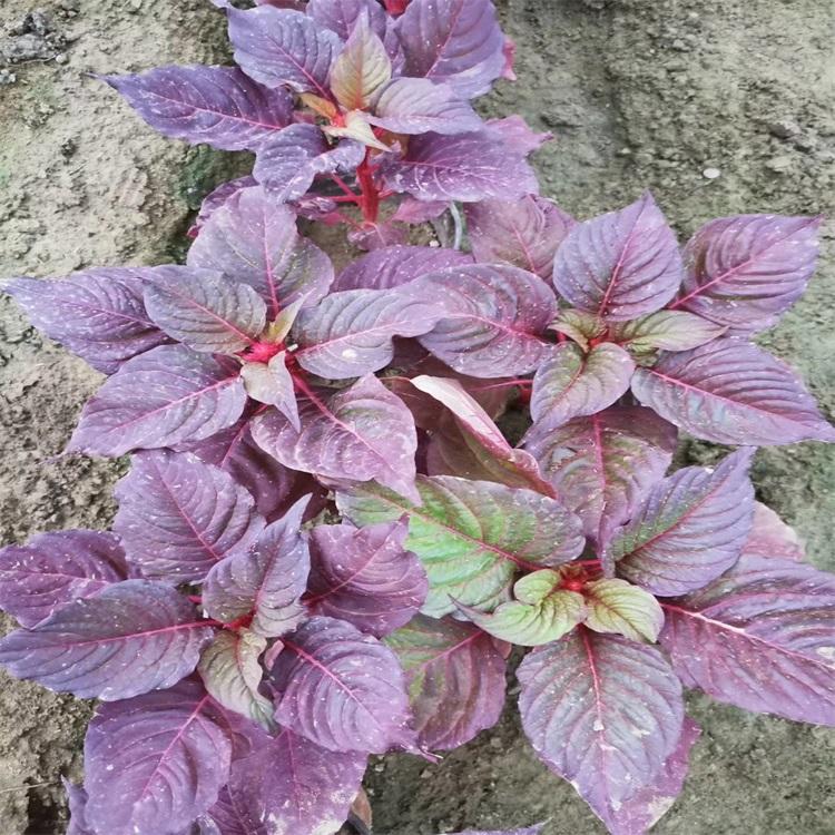 北京瑞士红一支笔种植基地