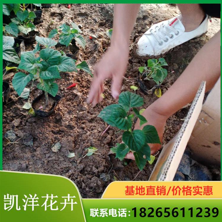 一串红苗 一串红批发 基地培育一串红