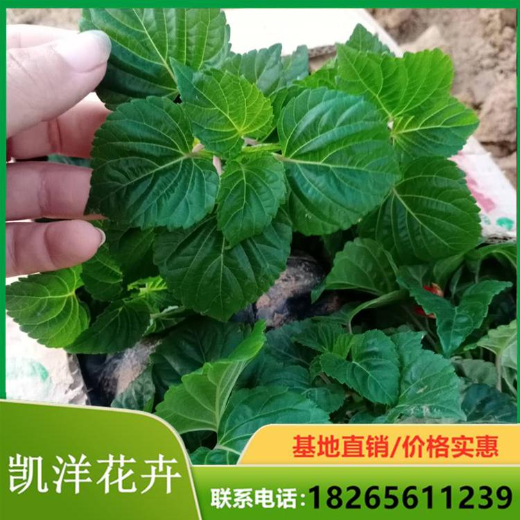 小皮桶一串红 一串红基地 青州一串红基地