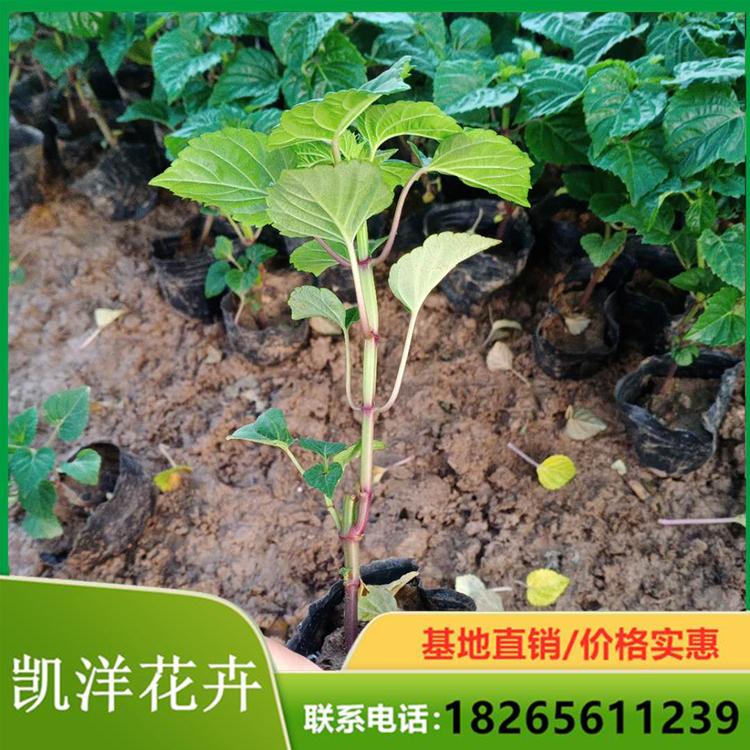 小皮桶一串红 一串红基地直销 山东一串红行情