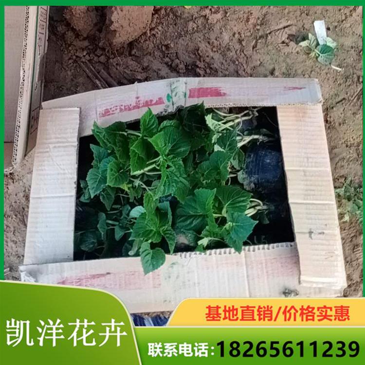 一串红小苗 一串红批发 一串红销量好
