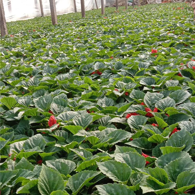 滕东花卉提供花卉摆租  立体造型设计  品种齐全 欢迎致电