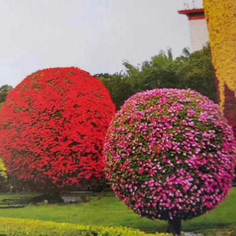 国庆节花卉租摆 国庆节花卉设计