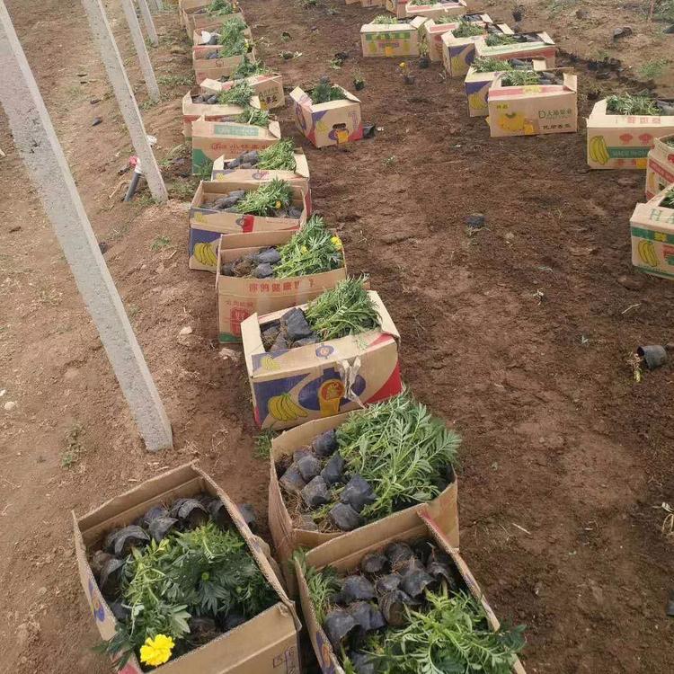 青州万寿菊种植基地 万寿菊供应商