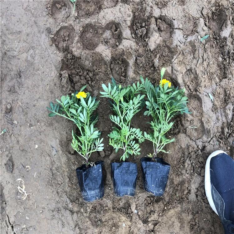 万寿菊小苗 黄色万寿菊价格 低价现货供应