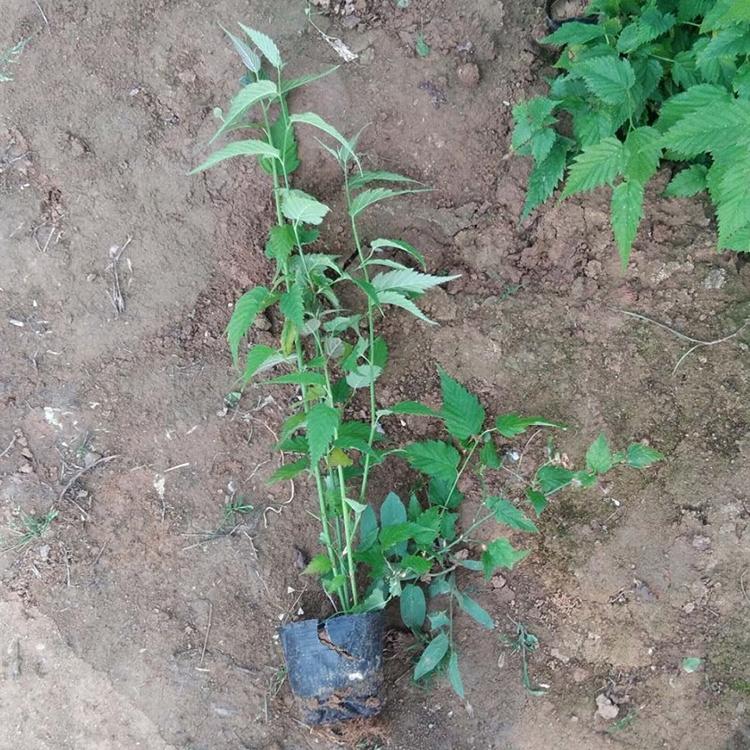 棣棠花  山东棣棠花批发商 松青大量种植棣棠花