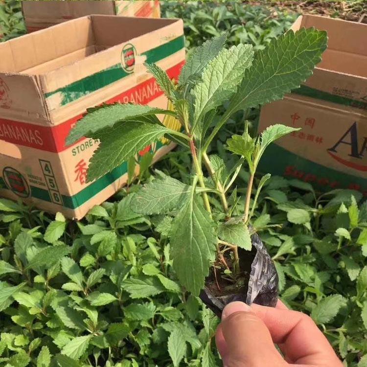柳叶马鞭草价钱 马鞭草批发种植基地