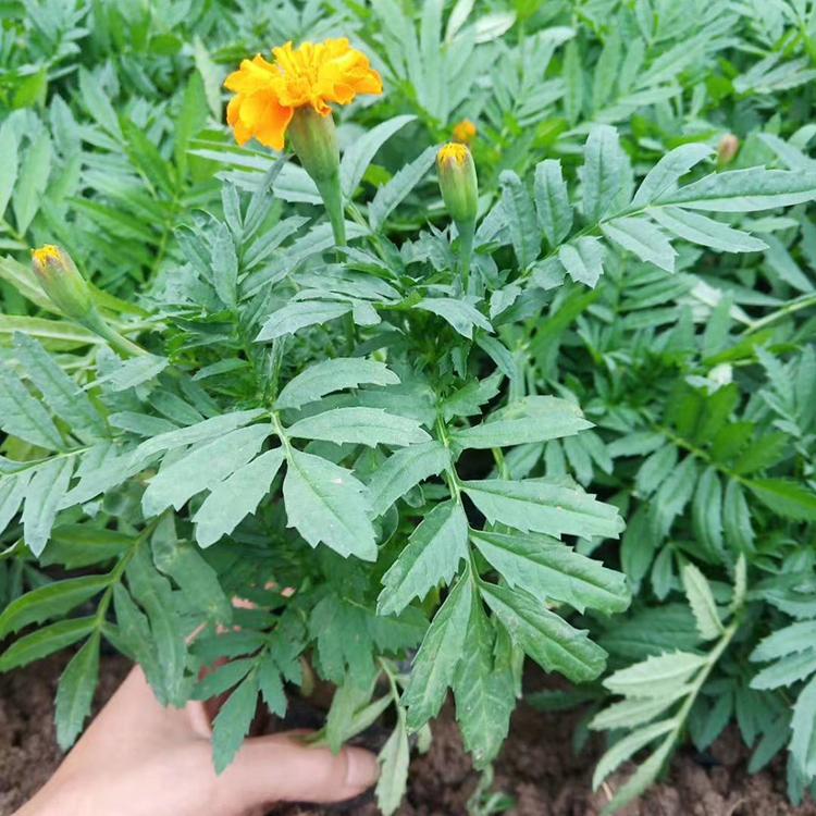 丰林花卉基地批发孔雀草-孔雀草盆栽 优良孔雀草基地直销
