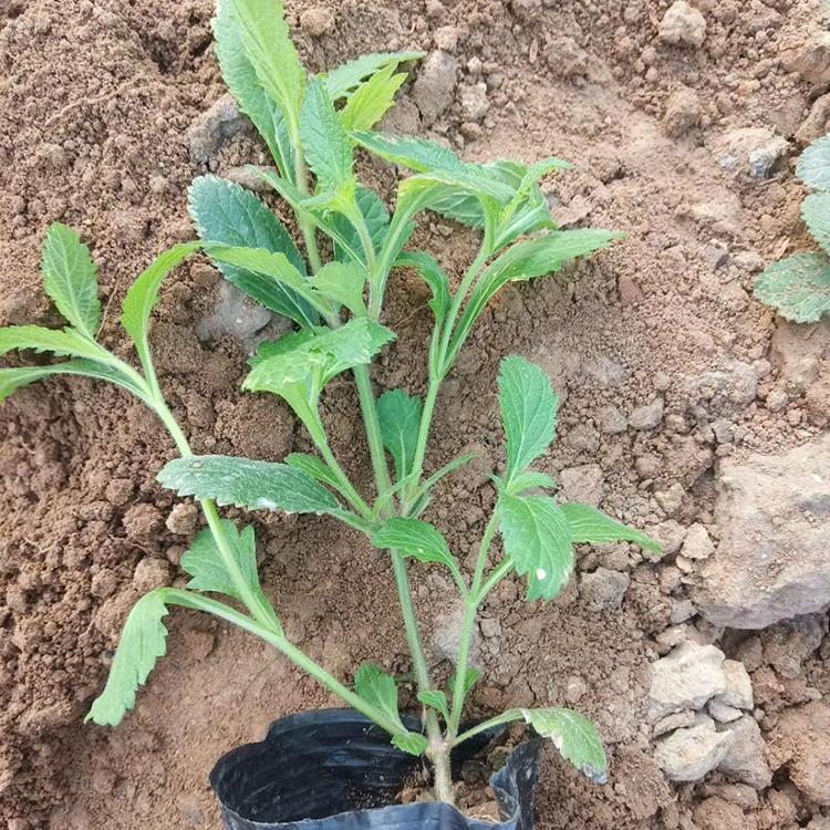 马鞭草-多年生直立草本植物 马鞭草小苗-山东马鞭草批发基地大量供应