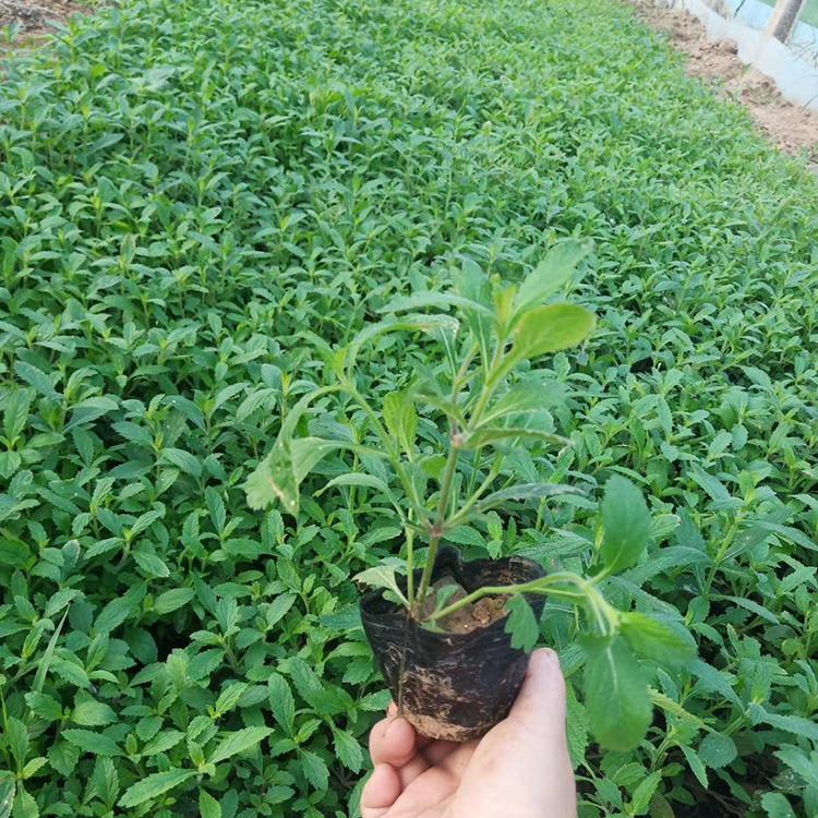 优良马鞭草批售 马鞭草批发商 马鞭草苗圃直供