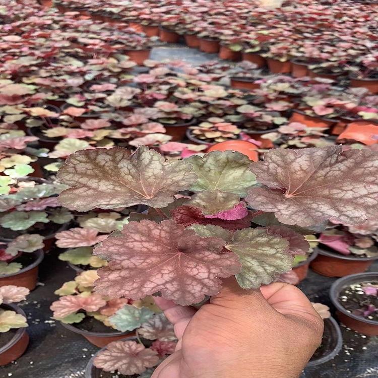 种植矾根基地 矾根幼苗 盆栽矾根批发