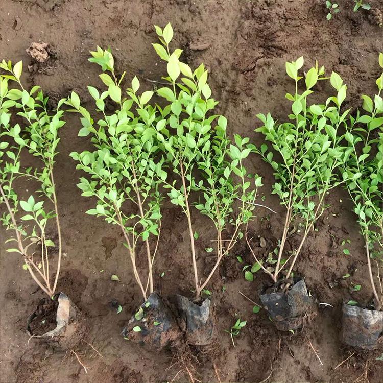 金叶女贞种植基地  金叶女贞基地出批发供应 --香泽园林