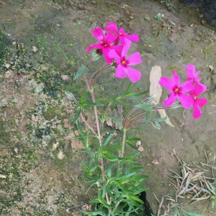 芝樱报价 芝樱种植基地 腾骏花卉 芝樱培育基地
