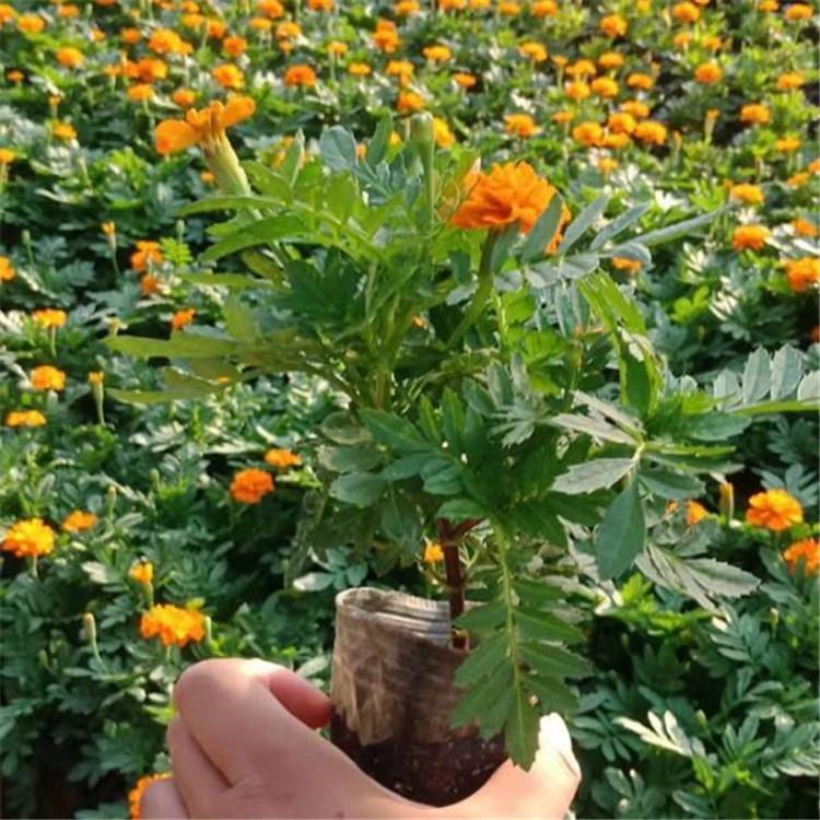 国庆摆租 孔雀草花卉 孔雀草盆栽  麦田花卉供应