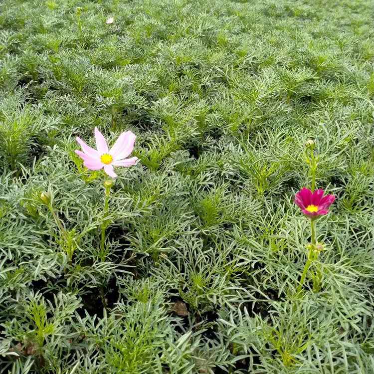 波斯菊 波斯菊价格 山东腾骏花卉 山东波斯菊种植基地