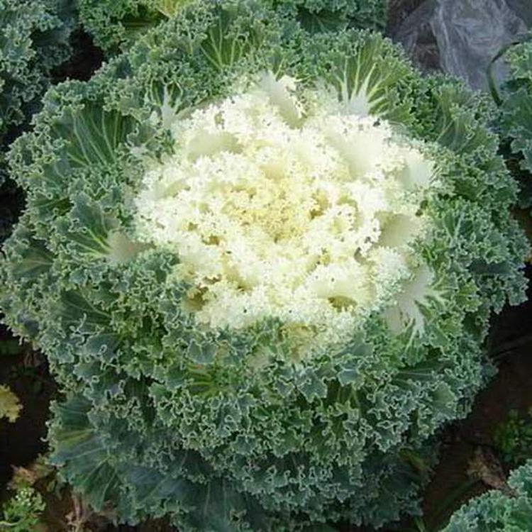 羽衣甘蓝种植基地 羽衣甘蓝供应商 羽衣甘蓝报价 羽衣甘蓝报价