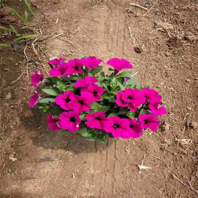 牵牛花 多色矮牵牛 矮牵牛盆栽 青州基地直销