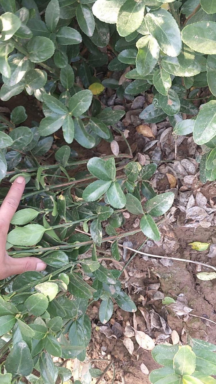 红果冬青价格法国冬青小苗种植基地