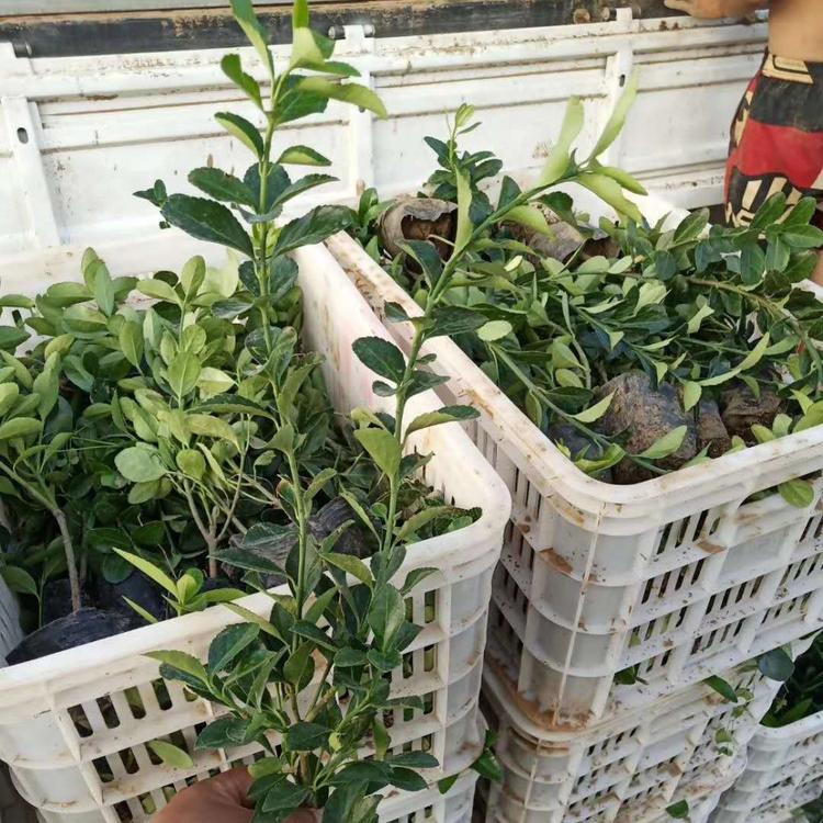 法国冬青价格铁冬青小苗价格