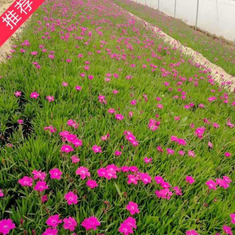 优质欧石竹  草坪欧石竹  小涵花卉  杯苗欧石竹