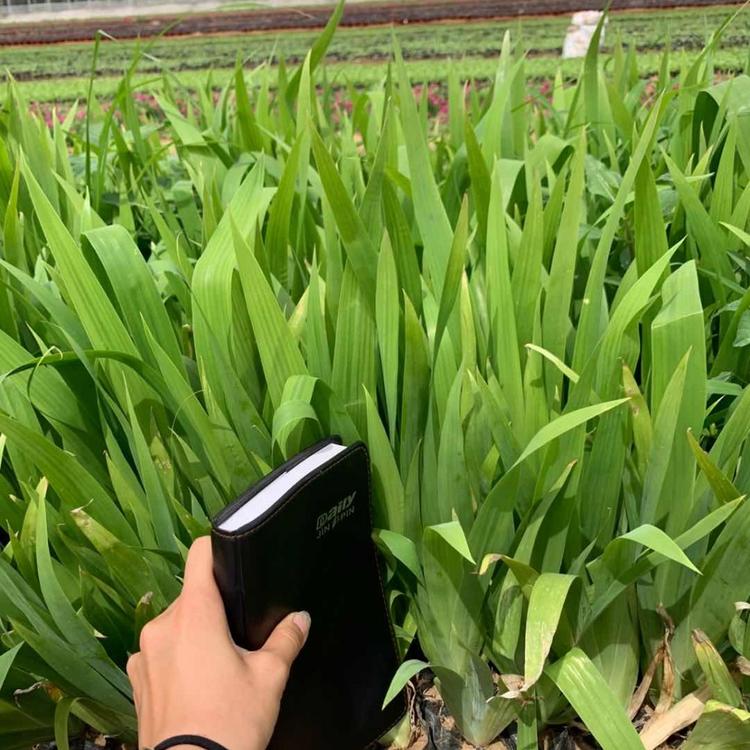 鸢尾基地批发 青州黄楼老鸢尾 鸢尾批发价格