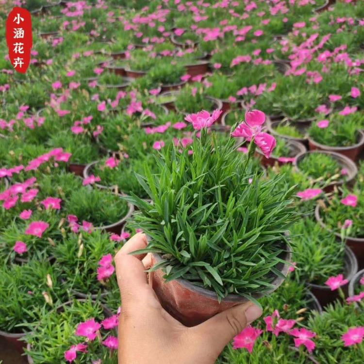 优质欧石竹  观赏草  小涵花卉  杯苗欧石竹