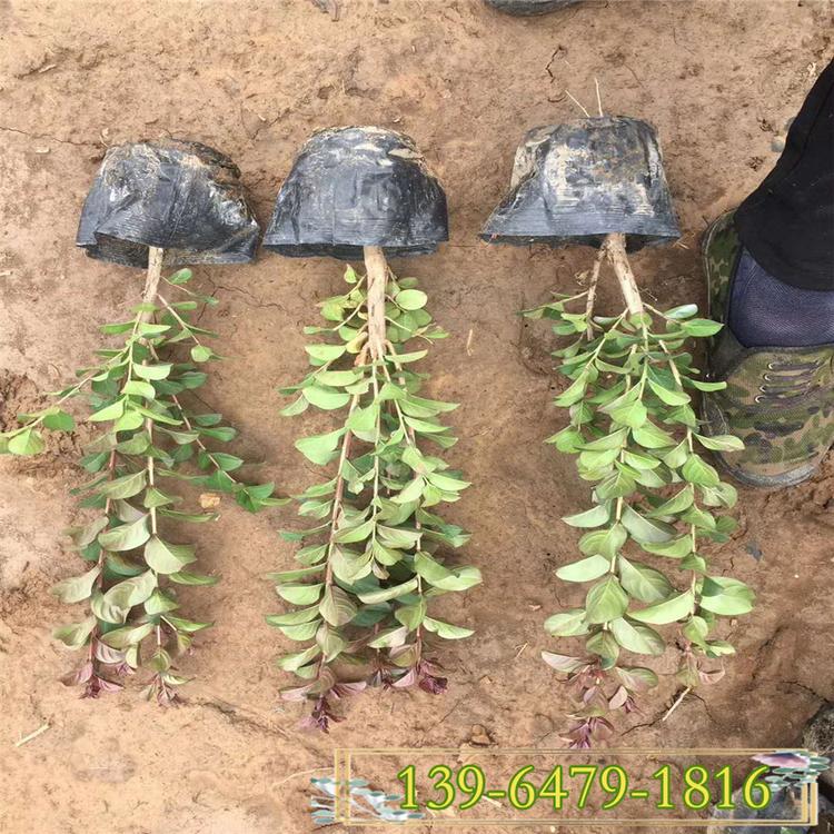 红花紫薇当年开花 生长速度快的植物 大花紫薇道路绿化