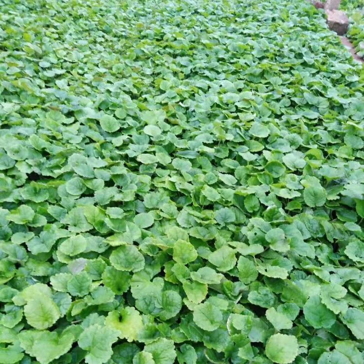 二月兰花海基地直发 二月兰花海造型设计 茂刚花卉