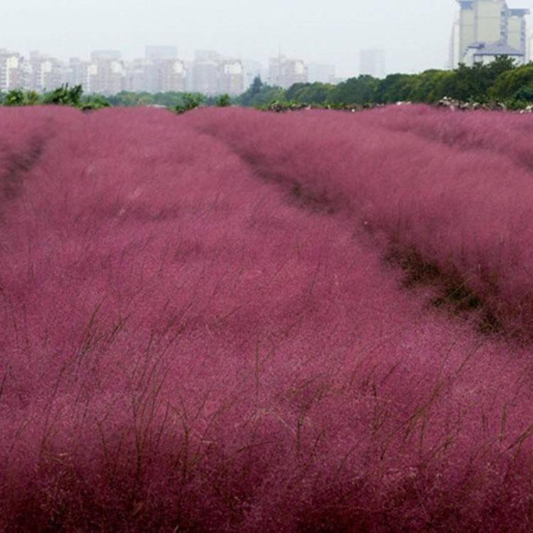 粉黛乱子草花海供应  粉黛乱子草花海种植基地 茂刚花卉