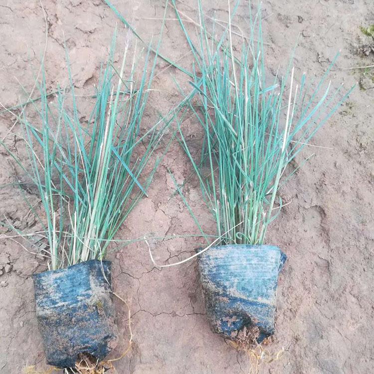 粉黛乱子草报价  粉黛乱子草基地供应 茂刚花卉