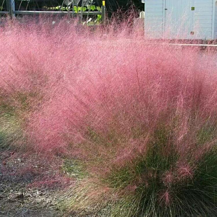粉黛乱子草花海报价  粉黛乱子草花海基地供应 茂刚花卉