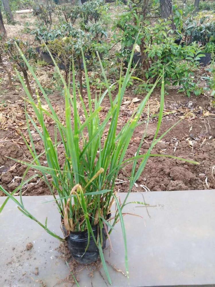 多芽斑叶芒价格斑叶芒哪里有
