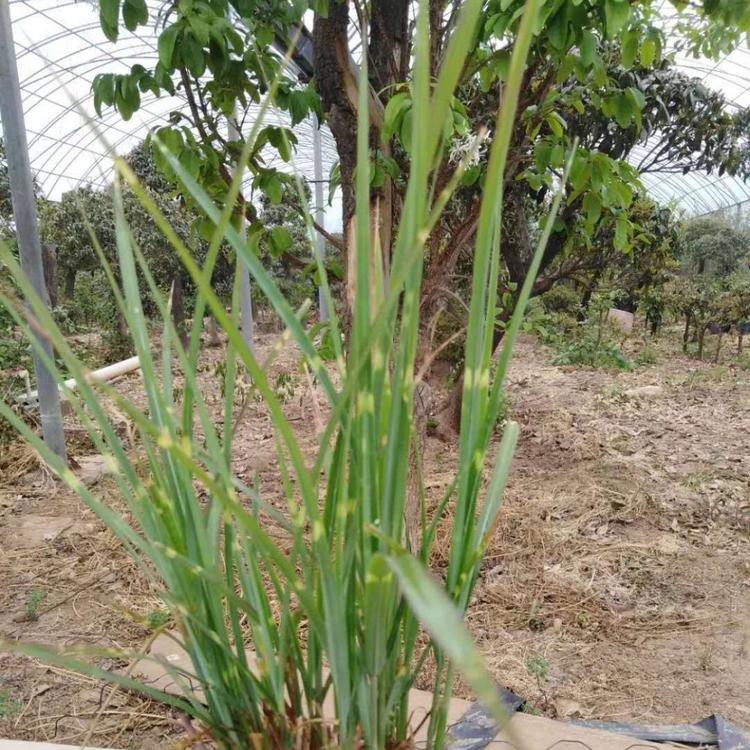 斑叶芒批发斑叶芒价格