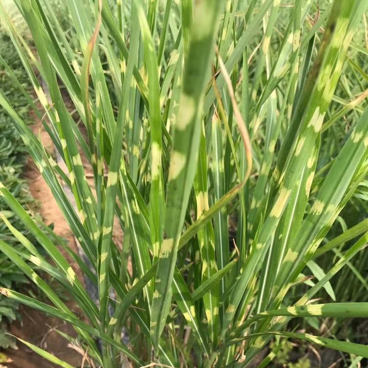 观赏草斑叶芒斑叶芒种植基地斑叶芒价格走势图