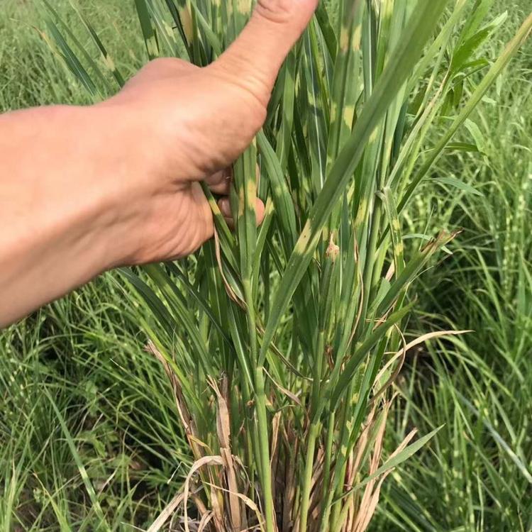 斑叶芒批发商斑叶芒价格走势图
