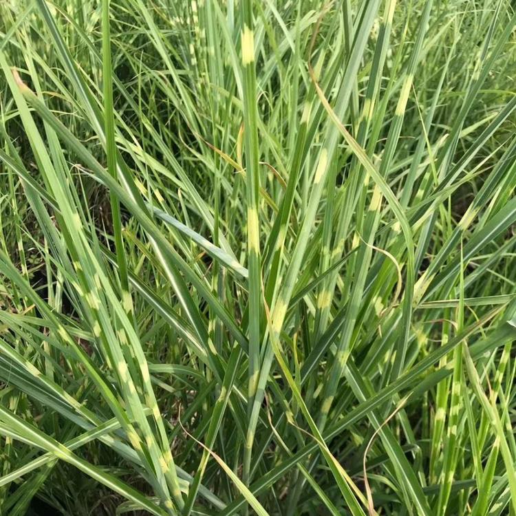 斑叶芒工程苗斑叶芒价格规格我来告诉您