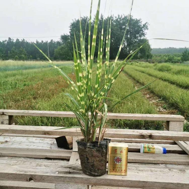 观赏草斑叶芒斑叶芒工程苗斑叶芒价格走势